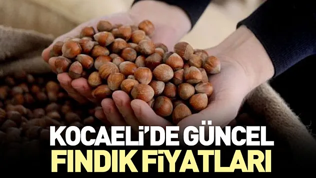 Kocaeli'de Güncel Fındık Fiyatları