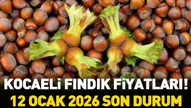 Kocaeli Kandıra Fındık Fiyatları! 12 Ocak 2026 Son Durum