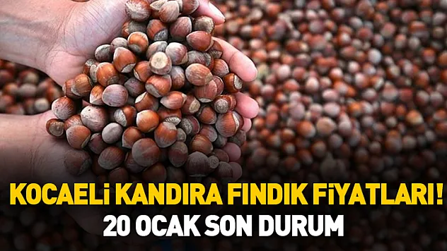 Kocaeli Kandıra Fındık Fiyatları! 20 Ocak Son Durum