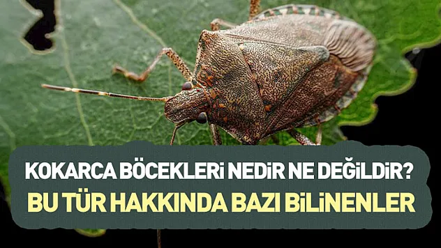 Kokarca Böcekleri Nedir Ne Değildir? Bu Tür Hakkında Bilinenler