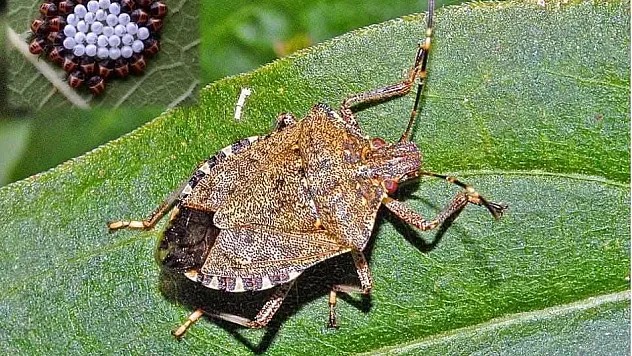 Kokarca Tehlikesi Büyüyor : 'Yumurta paketi ve nimf çıkışlarında artış gözlendi'