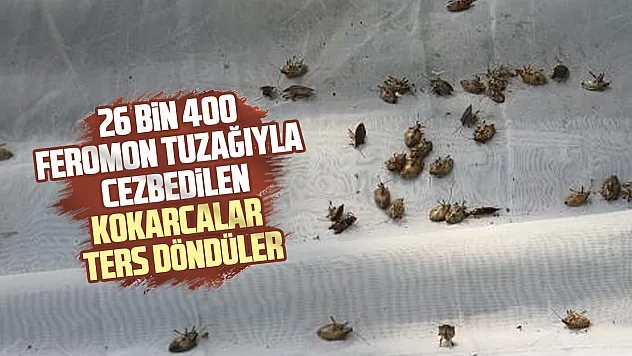 Kokarcalar önce cezbediliyor, sonra öldürülüyor