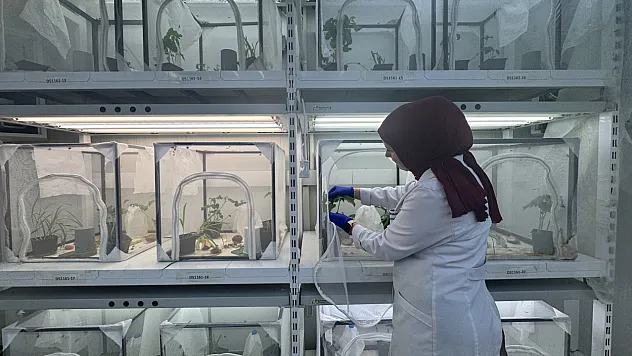 Kokarcaya karşı doğaya milyonluk hamle: 40 ilde samuray arısı seferberliği