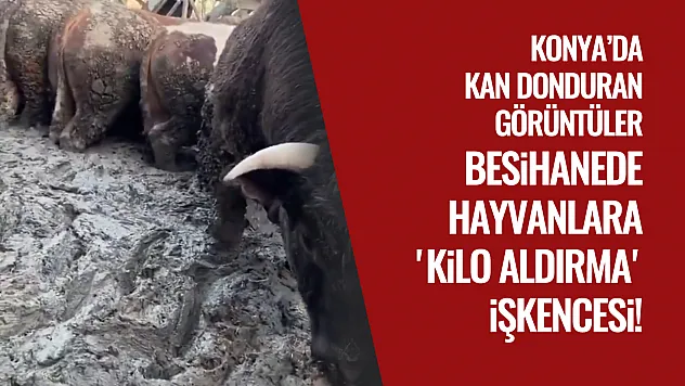 Konya'da Kan Donduran Görüntüler: Besihanede Hayvanlara 'Kilo Aldırma' İşkencesi!