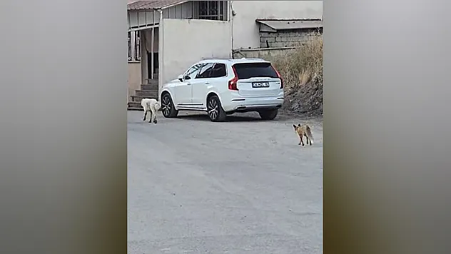 Köpeğin peşine takılan tilki kamerada