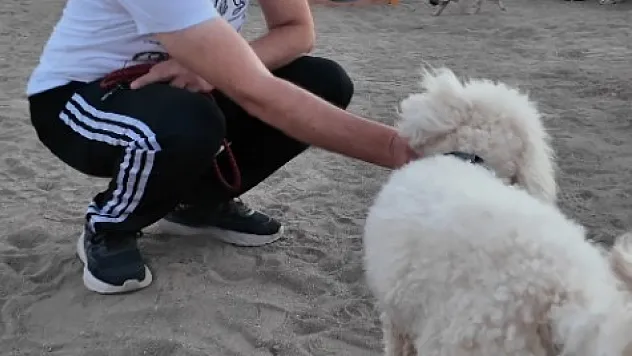 Köpek Eğitim Parkuru'na tam not