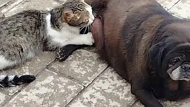 köpek kediyi sokak ortasında emzirdi