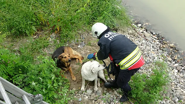 Köpeklerin yardımına itfaiye yetişti