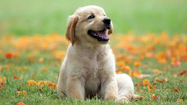 Köpeklerin yaşam süresi neye göre değişiyor? İşte ırklara göre ortalama ömürler