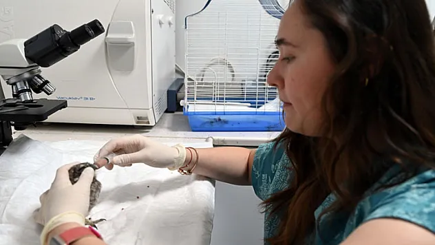 Koruma altına alınan yavru baykuşu kendi elleriyle besliyor