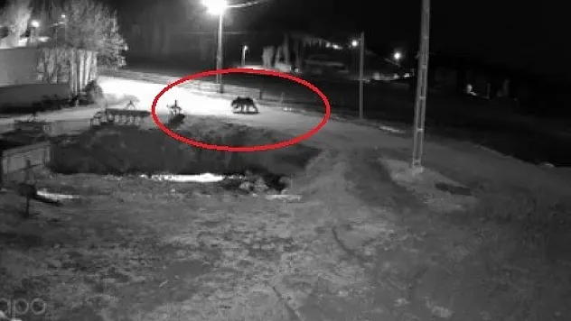 Güvenlik kamerası saniye saniye kaydetti: Ayılar yerleşim yerlerinde geziyor!
