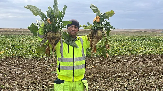 Kulu'da şeker pancarı hasadı başladı