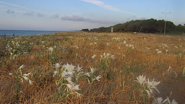 Kum zambakları sahili beyaza bürüdü