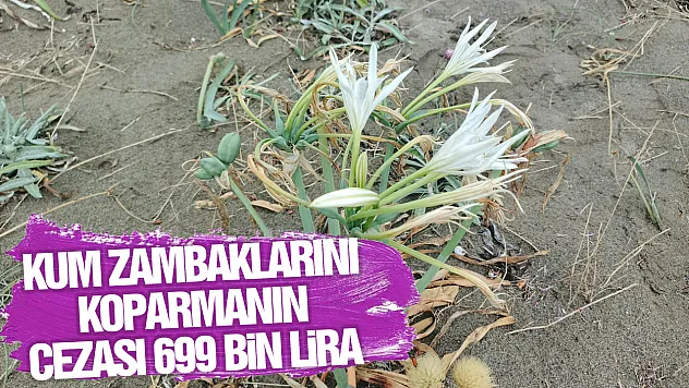 Kum zambaklarını koparmanın cezası 699 bin lira