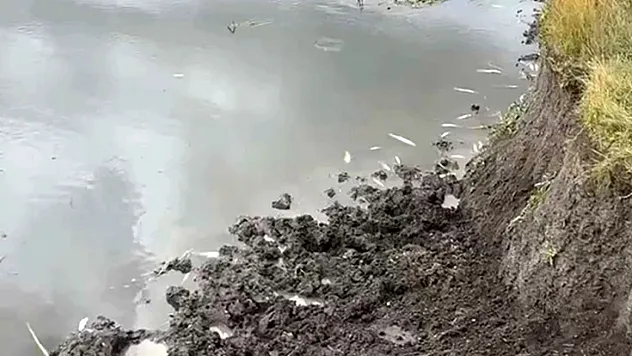 Kura Nehri'nde balık ölümleri: İnceleme başlatıldı