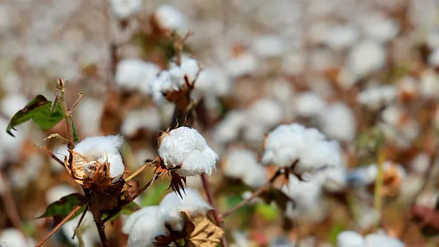 Kuraklık ve Maliyetler 'Beyaz Altın'ı Vurdu
