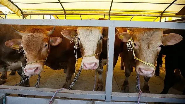 Kurban Bayramı'nda kaç milyon hayvan kesilecek? TZOB rakam verdi!
