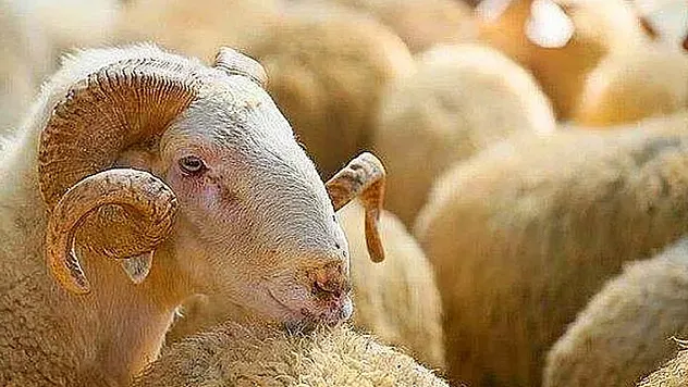 Kurban Bayramı öncesi 4 milyonu aşkın hayvan denetlendi