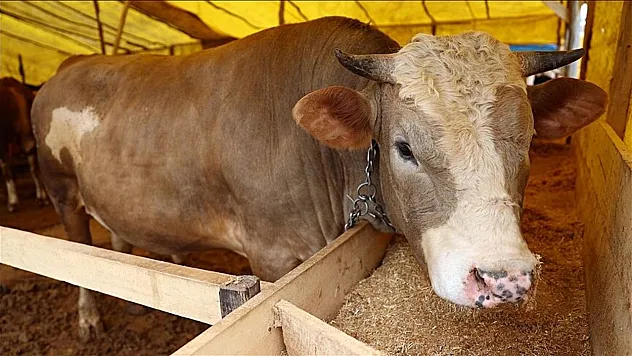 Kurban bayramında eti yeşilliklerle birlikte tüketin