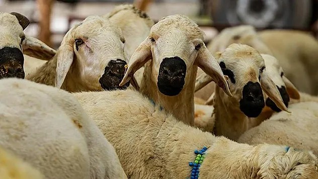Kurban kesiminde bel ve kas yaralanmalarına dikkat!