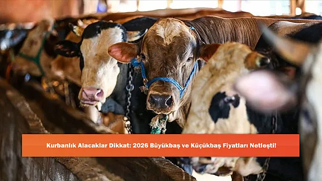 Kurbanlık Alacaklar Dikkat: 2026 Büyükbaş ve Küçükbaş Fiyatları Netleşti!