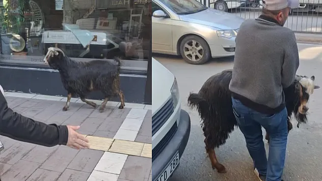 Kurbanlık keçi kaçtı, vatandaşlar kovaladı