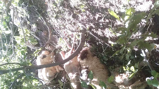 Kurt saldırısı sonucu oluşan izdihamda koyunlar telef oldu