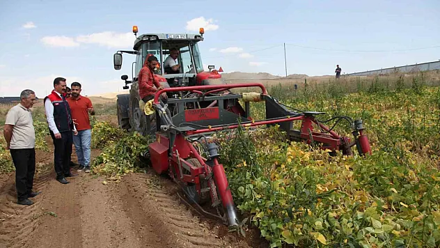 Kuru fasulyenin hasadına başlandı