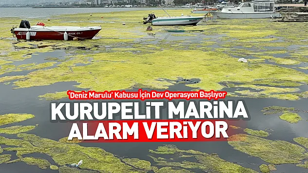 Kurupelit Marina Alarm Veriyor: 'Deniz Marulu' Kabusu İçin Dev Operasyon Başlıyor