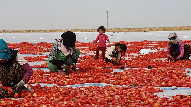 Kurutulan tonlarca domates Avrupa'ya ihraç ediliyor