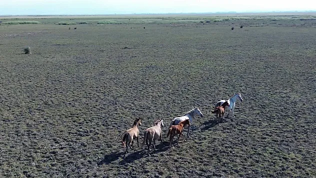 Kuş Cenneti'nde Atların Dansı