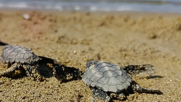 Kuşadası'nda gece ortaya çıkan 61 yavrunun deniz yolculuğu