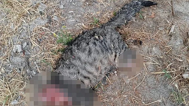 Kütahya'da sokak kedisine akılalmaz vahşet