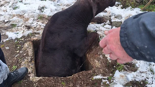 Kuyuya düşen inek kurtarıldı