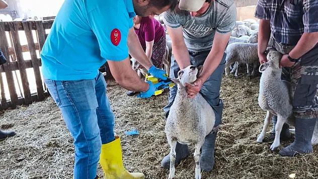 Kuzular küpelenip aşılandı
