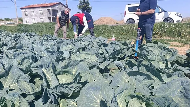 Lahana üretiyorsanız bu haber sizi ilgilendiriyor