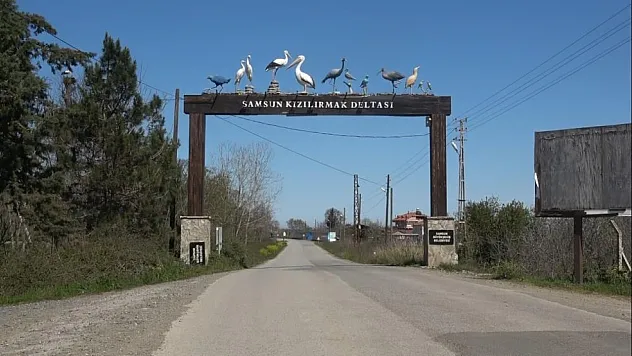 Leylekler Samsun'a Döndü: Kızılırmak Deltası'nda Görsel Şölen Başladı
