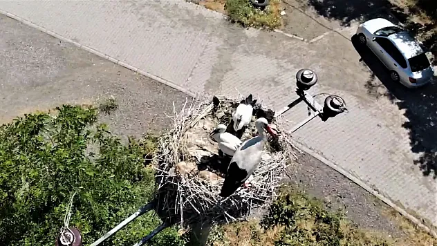 Leylekler yavrularıyla Muş ovasında