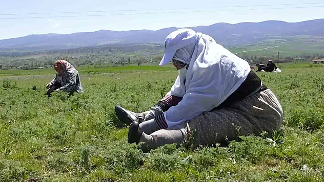Madımak otu mesaisi başladı