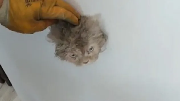 Mahsur kalan kediyi, itfaiye bakın nasıl kurtardı