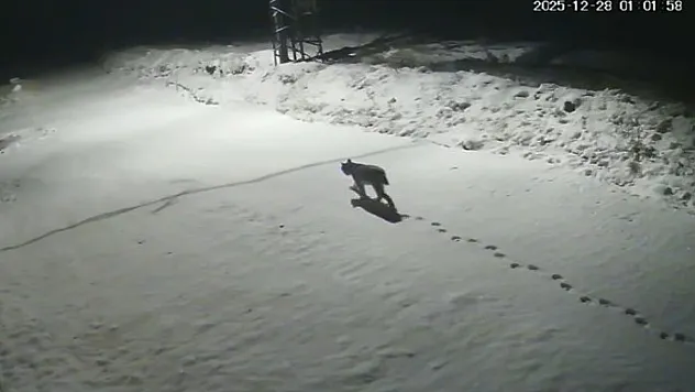 Malatya'da 'vaşak görüntülendi