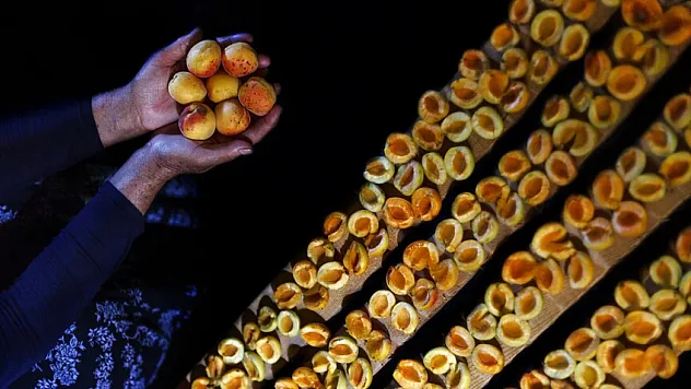 Malatya'dan 3 ayda 66 milyon dolarlık kuru kayısı ihracatı
