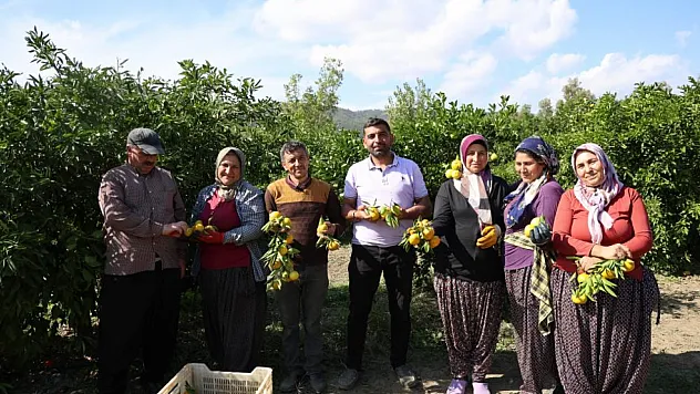 Mandalina bahçede 8 TL'ye kadar düştü