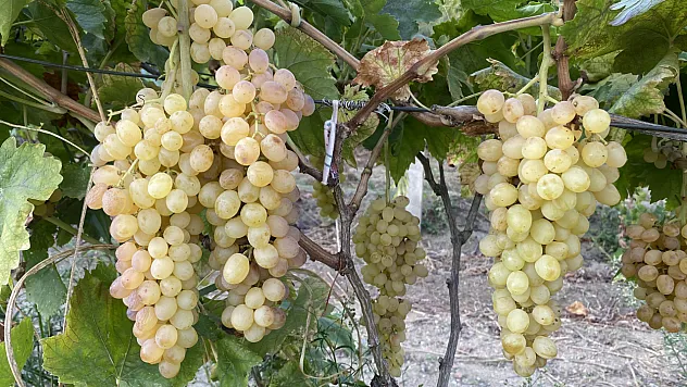Manisa'nın iki üzüm çeşidinin genetik haritası çıkarıldı