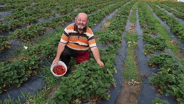 Maydanozla başladı, çilekle devam ediyor