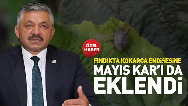 Mayıs ayında kar sürprizi fındık bahçelerini vurdu
