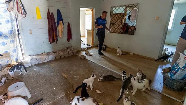 Mersin'de koku ihbarı yapılan evdeki 100 kedi koruma altına alındı