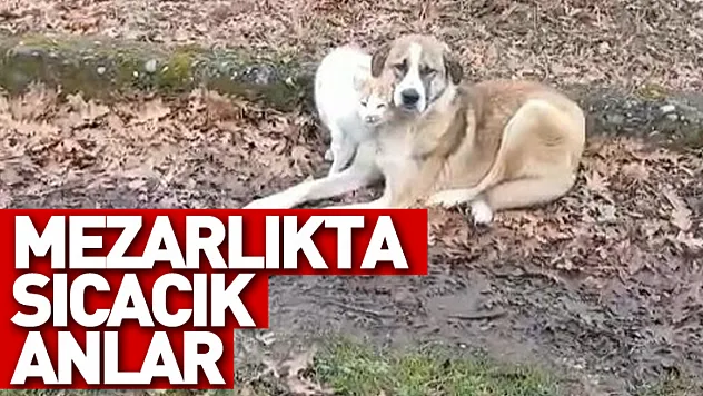 Mezarlıkta Sıcacık Anlar