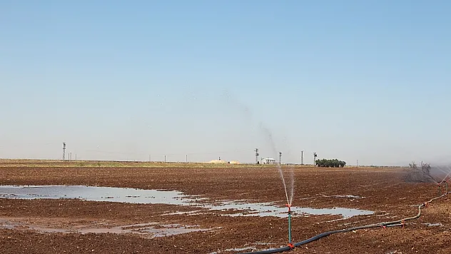 Mısır ekimi yasağına rağmen kaçak sulama