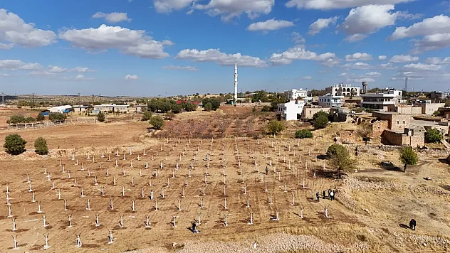 Modern bağcılık projesiyle hayat buluyor